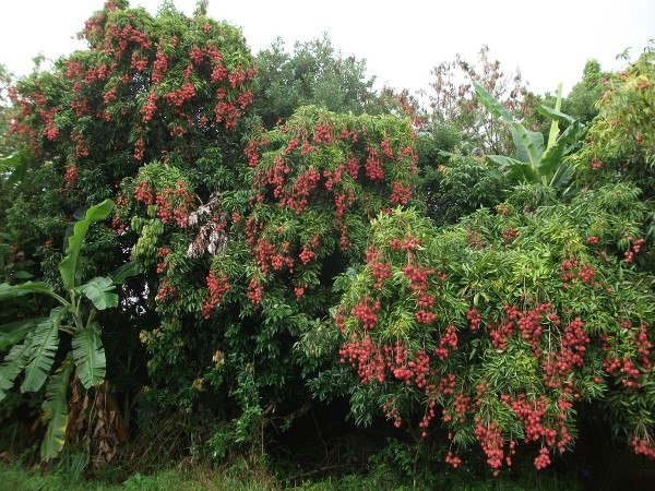 arbre du litchi