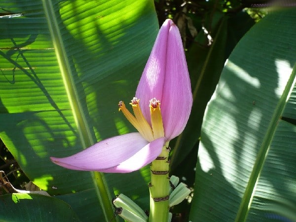 fleur de bananier