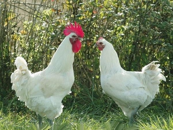 Résultat de recherche d'images pour "poulet et chapon"