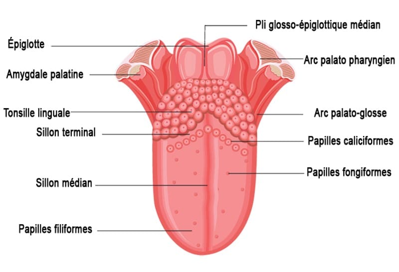 Anatomi av tungan