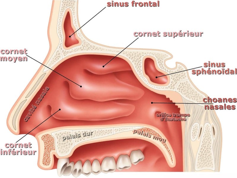 Nasal cavity of human being