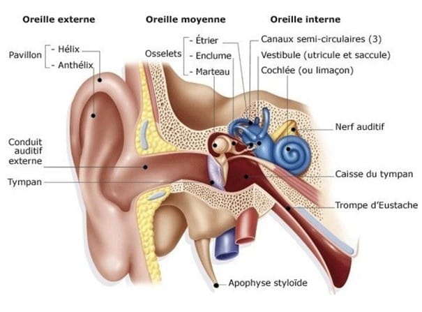 Description complète de l'oreille humaine