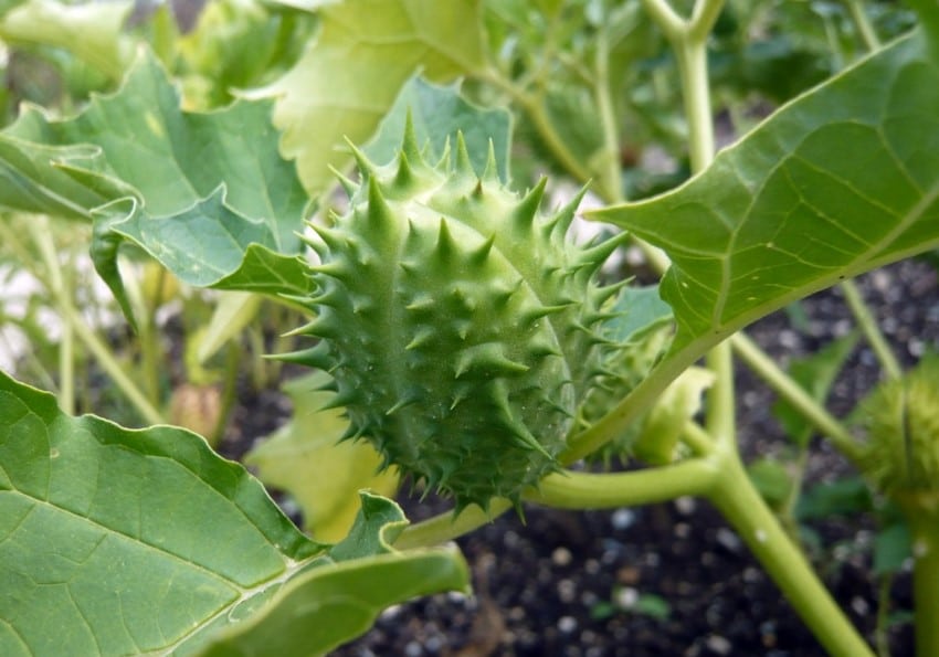 Grön frukt av Datura stramonium