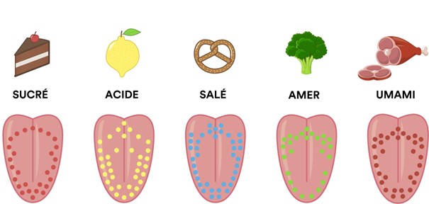 La langue humaine peut faire la différence entre les goûts des aliments