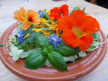 Salade aux capucines