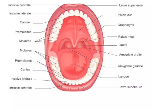 Schéma de la bouche de l’homme