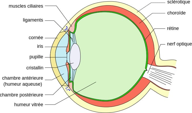 Diagram of the human eye