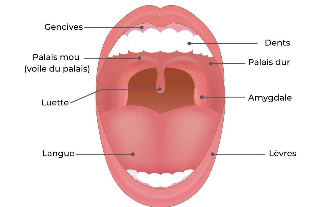 Schéma du palais et de la bouche de l’être humain