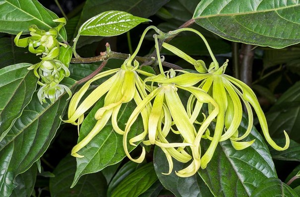 Ylang-ylang, Kenanga odorata