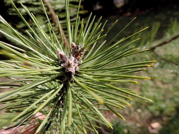 conifer needles