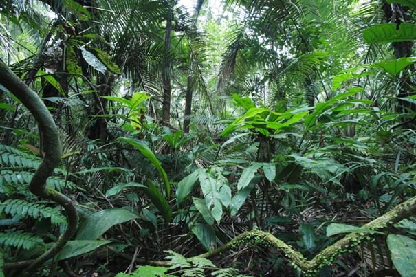 アマゾンの熱帯雨林の樹冠
