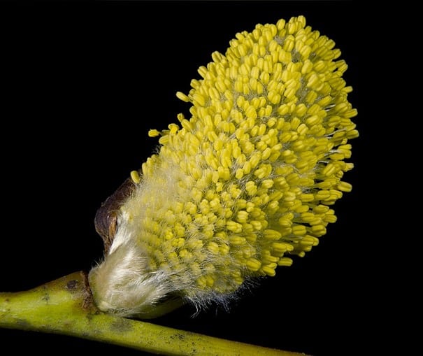 catkin willow