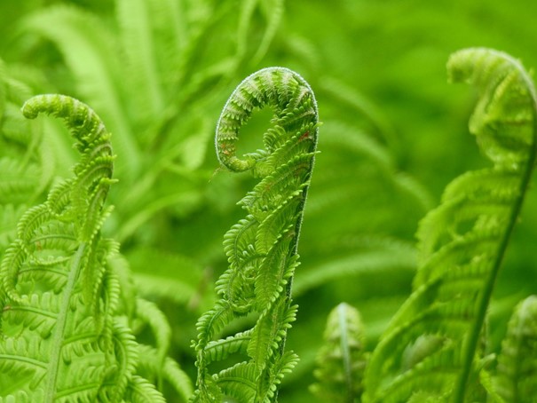 Frondes de fougère