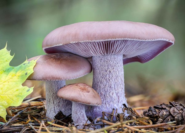 Pieds de champignons pieds-bleus