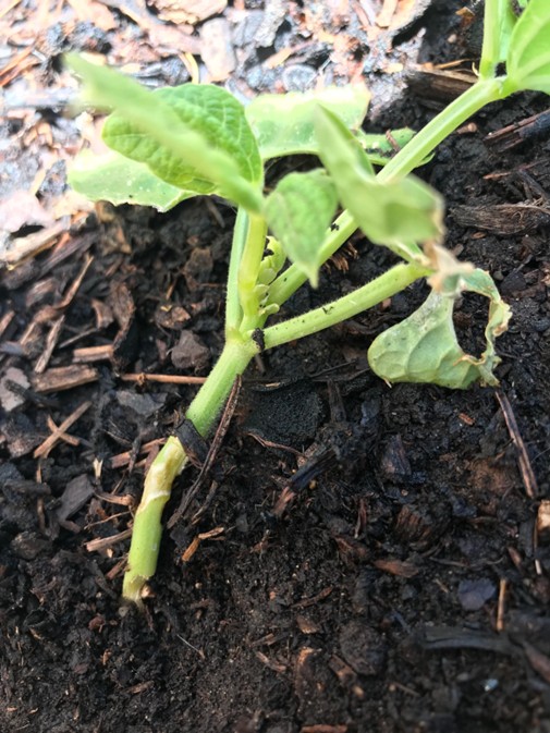 Tiges de haricots verts