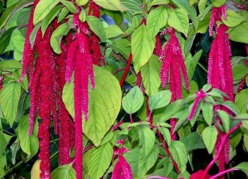 Amaranth fox tail