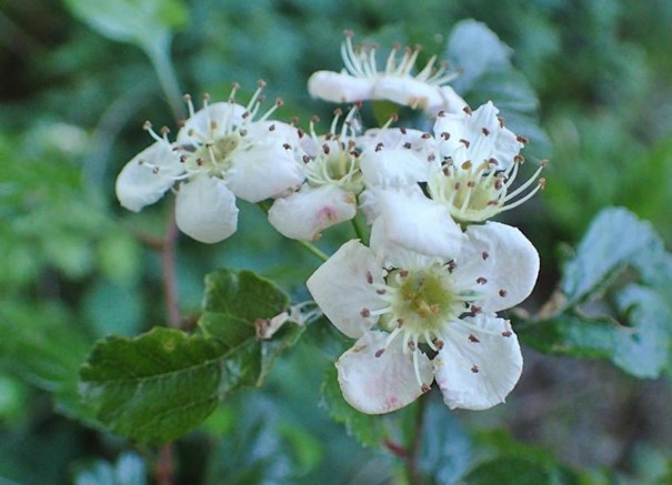 Aubépine, Crataegus