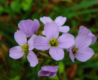 Cardamine