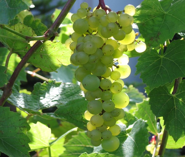 Aurore grape variety