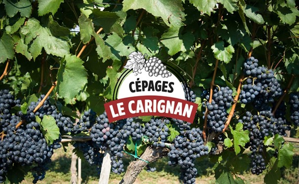 พันธุ์องุ่น Carignan