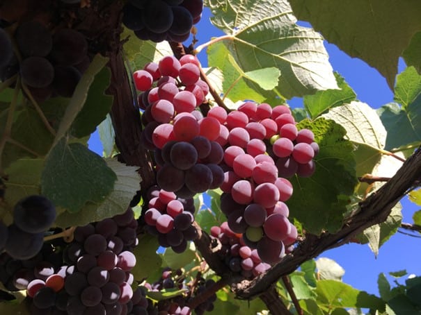 variedad de uva catawba