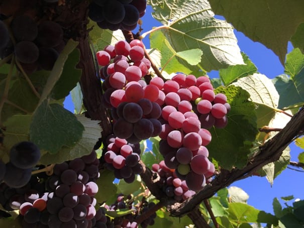 Varietas anggur catawba