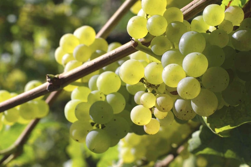 Variedad de uva semillón