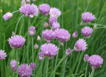 Ciboulette en fleurs Ciboulette en fleurs