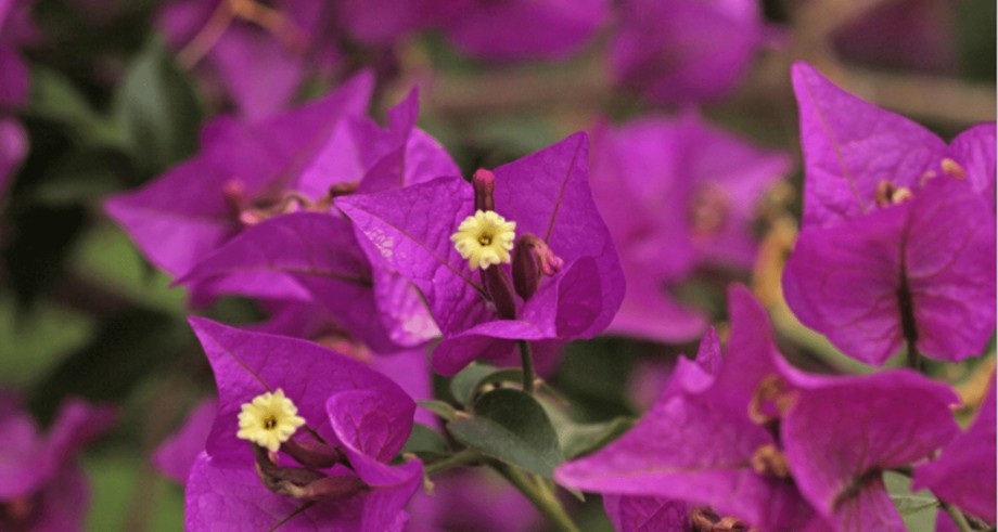 Fleurs de bougainvillée
