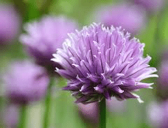 Fleur de ciboulette Fleur de ciboulette