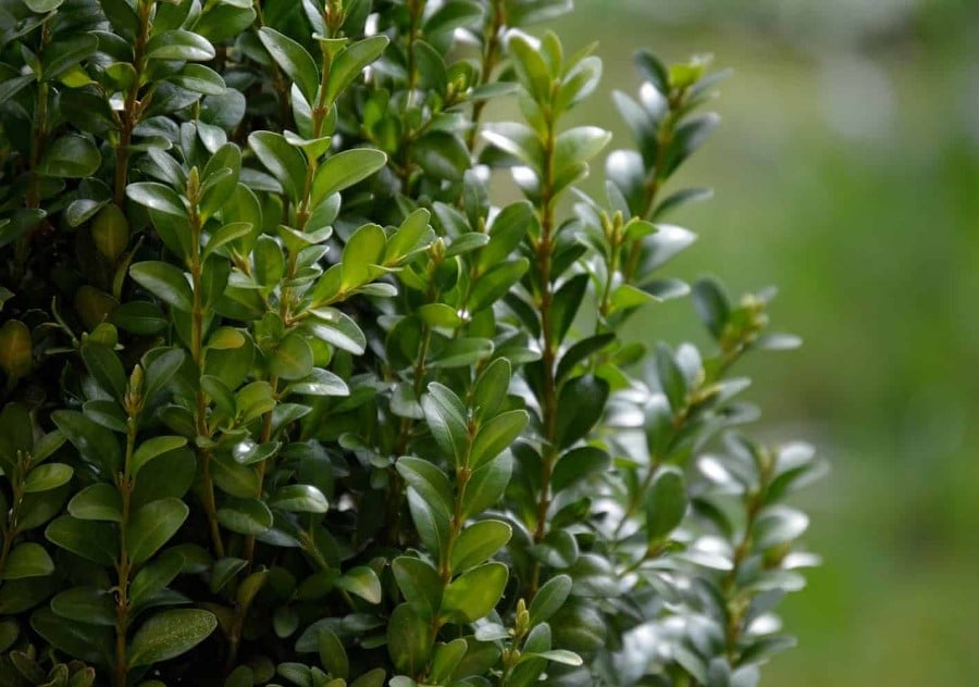 Buxus