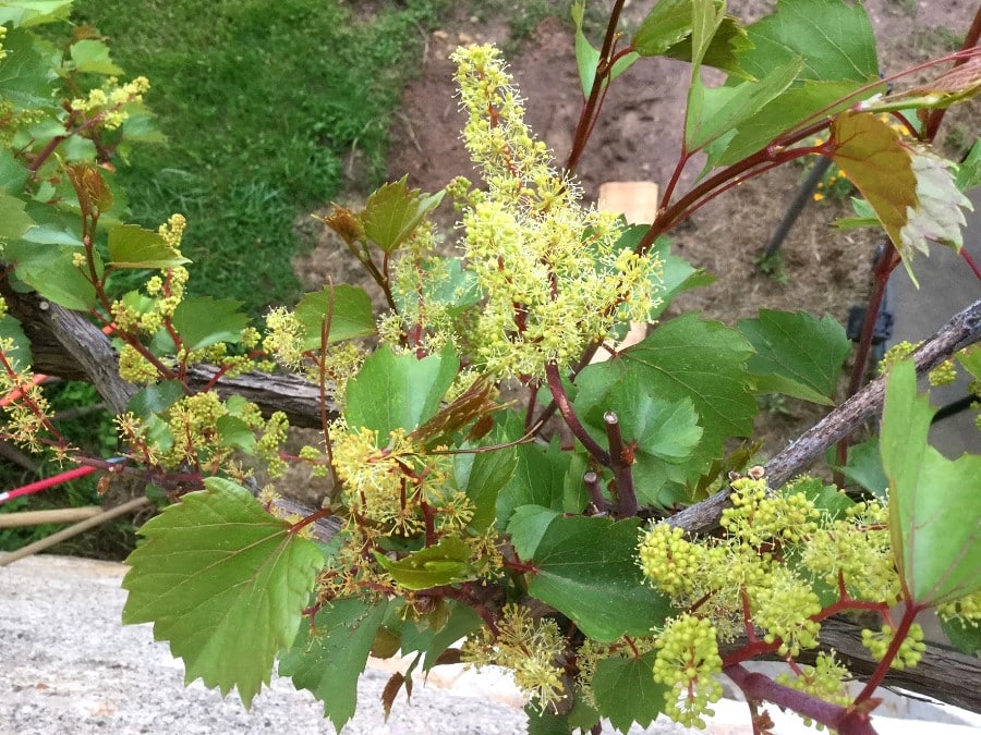 Floraison de la vigne