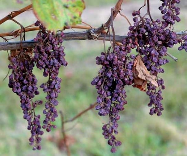 Grappes de raisins victime de l’ercissement