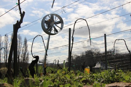 Hélice sur la vigne pour lutter contre les gelées