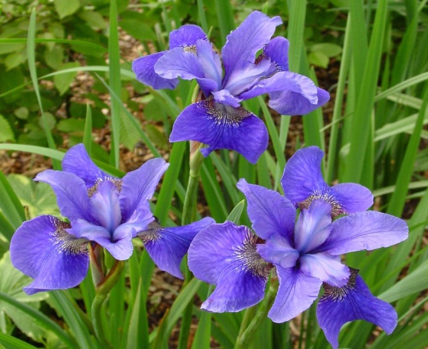 Iris sibirica