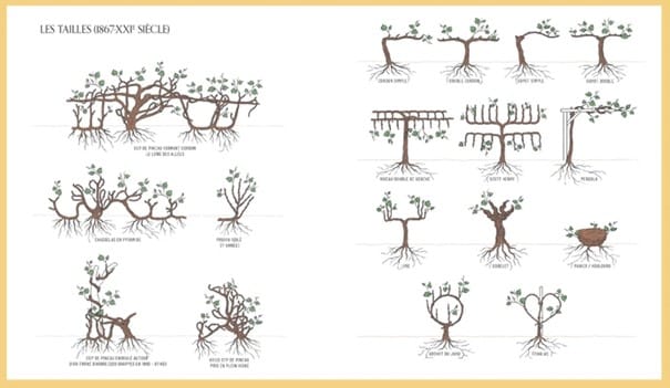 Planche illustr&eacute;e des diff&eacute;rentes tailles de la vigne par Loan Nguyen Tan lan