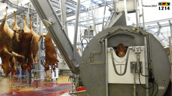 Abattage des vaches Abattage des vaches