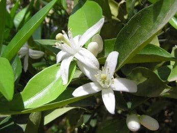 Fleurs d’oranger