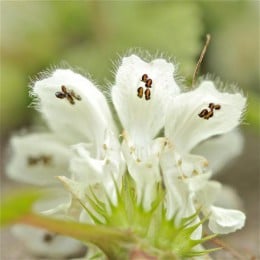 Fleurs d’ortie blanche (ou lamier)
