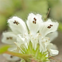 Fleurs d&rsquo;ortie blanche (ou lamier)