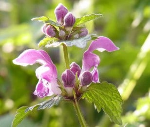 Fleurs d&rsquo;ortie