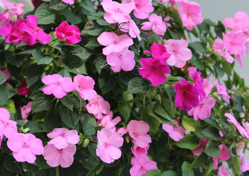 Fleurs de la plante impatiente