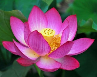 Fleurs de lotus