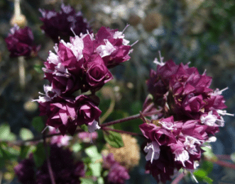Fleurs d'origan vulgaire Fleurs d'origan vulgaire