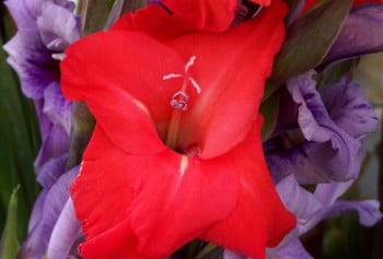 Gla&iuml;eul&nbsp;rouge et violet