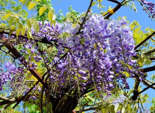 Glycine