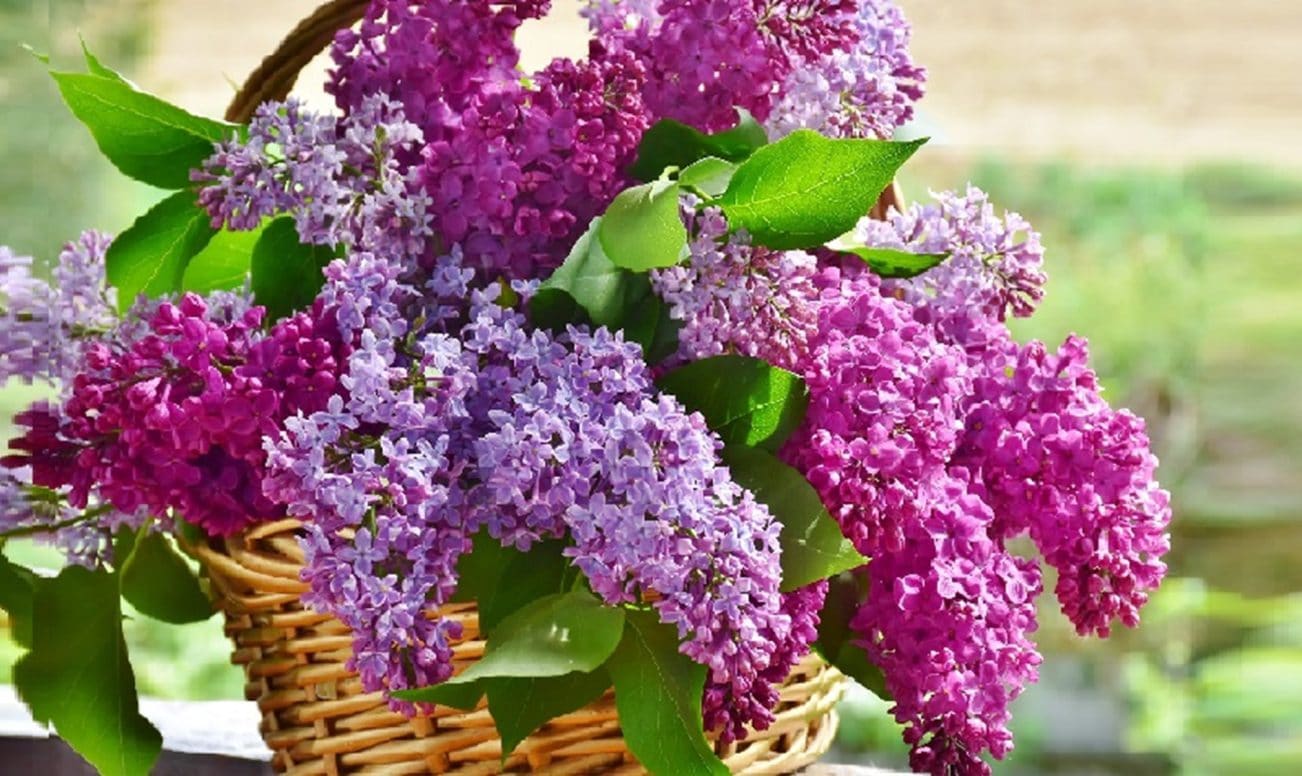 Lilas