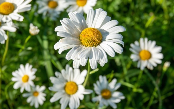 Meadow daisies