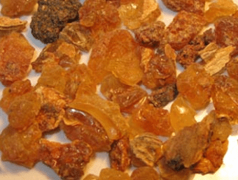 Myrrhe de l’arbre Commiphora myrrha Myrrhe de l’arbre Commiphora myrrha