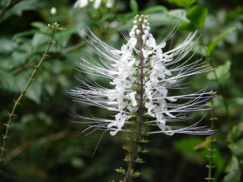 Orthosiphon